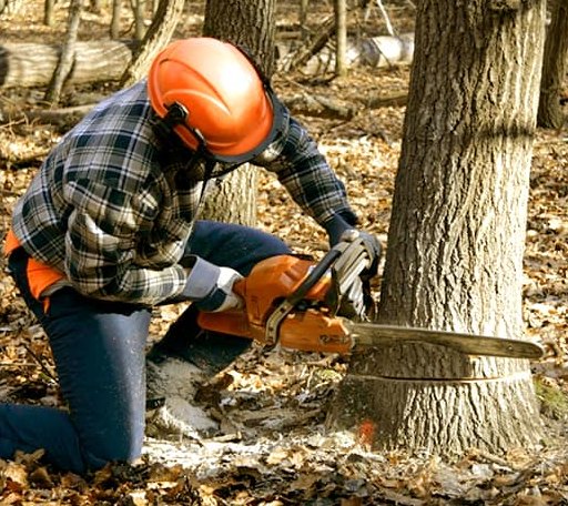 Tree Removal in Newton, UT